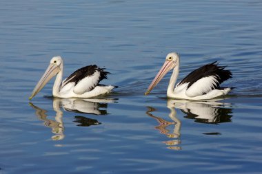 Australian Pelican clipart