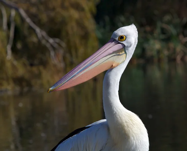 Australischer Pelikan — Stockfoto