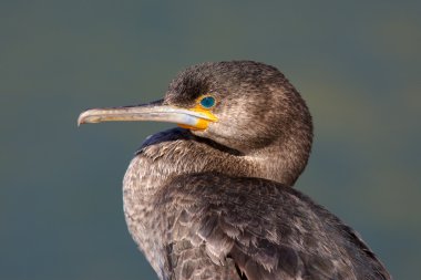 Cape Cormorant clipart