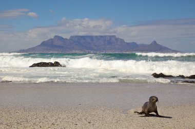 Table Mountain & Seal clipart