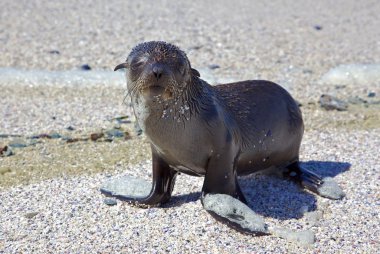 Cape Fur Seal clipart