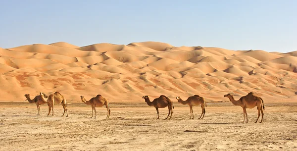 Empty Quarter Camels — Stock Photo, Image