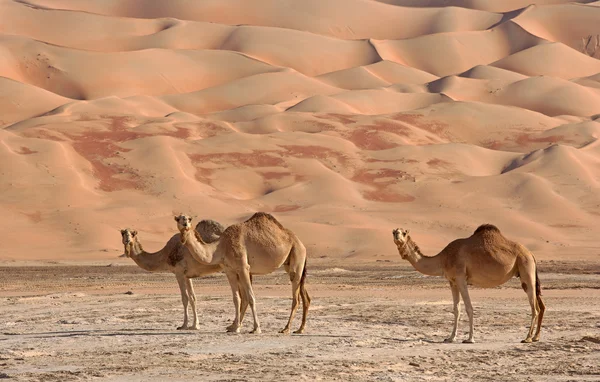 Empty Quarter Camels — Stock Photo, Image