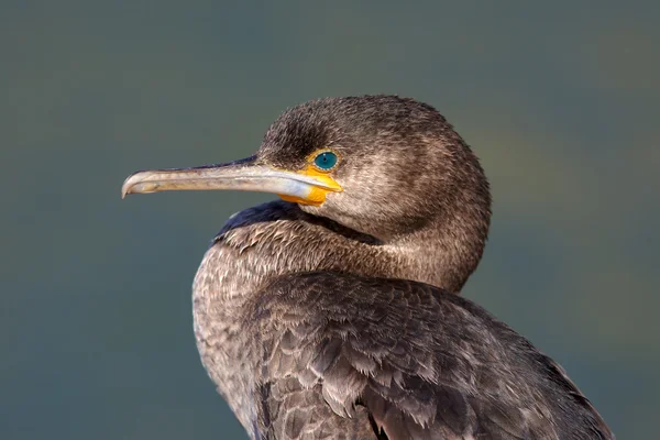 Cape cormoran — Photo