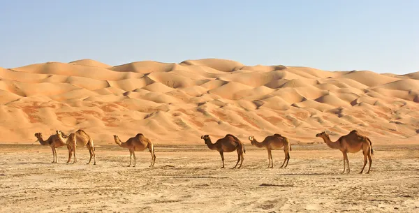 ルブアルハリ砂漠のラクダ ストックフォト