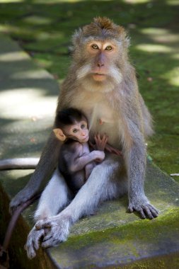 Long-tailed Macaque clipart