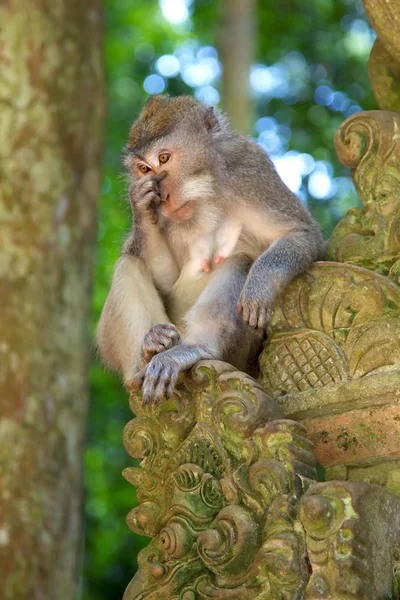 Dlouho ocasem makak — Stock fotografie