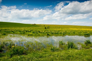Iris çiçekler, bataklık yatay