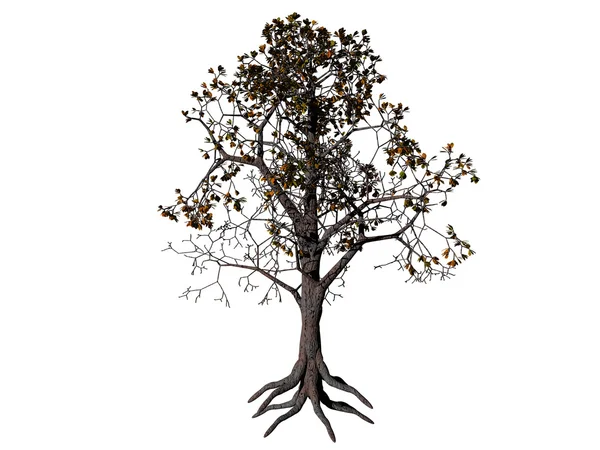 Árvore renderizada em branco — Fotografia de Stock