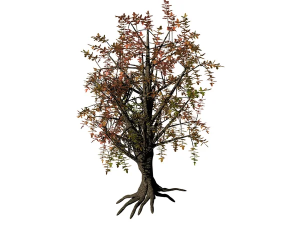 Modelo 3D renderizado de árvore isolada em branco — Fotografia de Stock