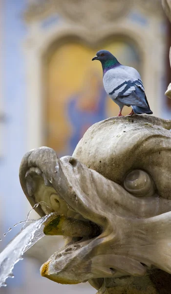 Kunst duif en een fontein — Stockfoto