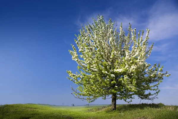 stock image Spring