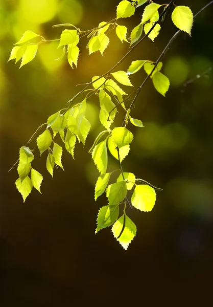 Background leaves green Stock Picture