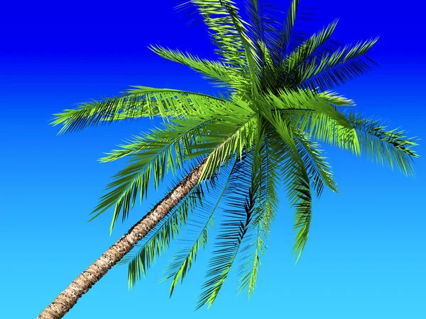 Palme et ciel bleu — Photo