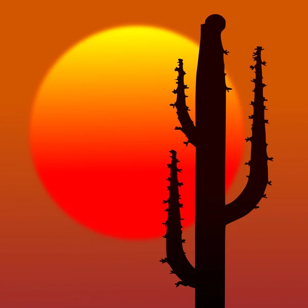Cactus and sun — Stock Photo, Image