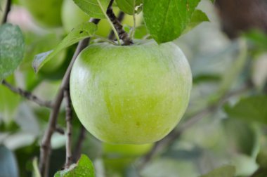 Yeşil elma granny smith ağaç üzerinde