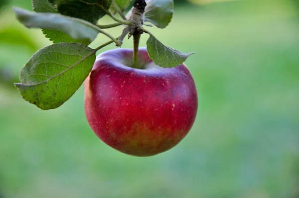 Macintosh apple op de tak Rechtenvrije Stockfoto's