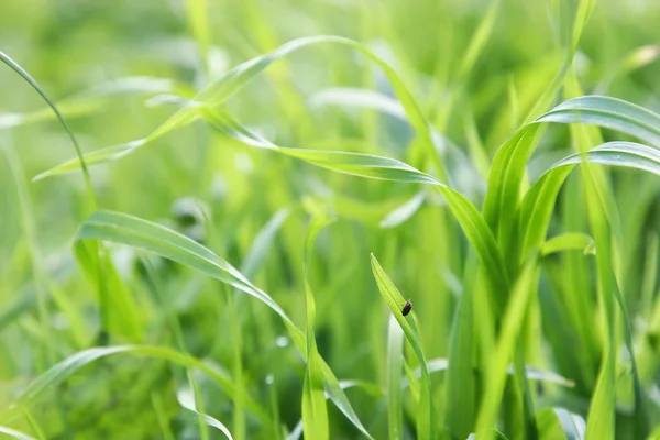 stock image Green grass