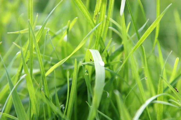 stock image Grass