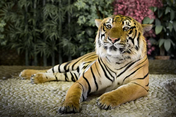 stock image The big tiger