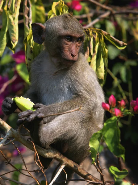 stock image Monkey on a branch