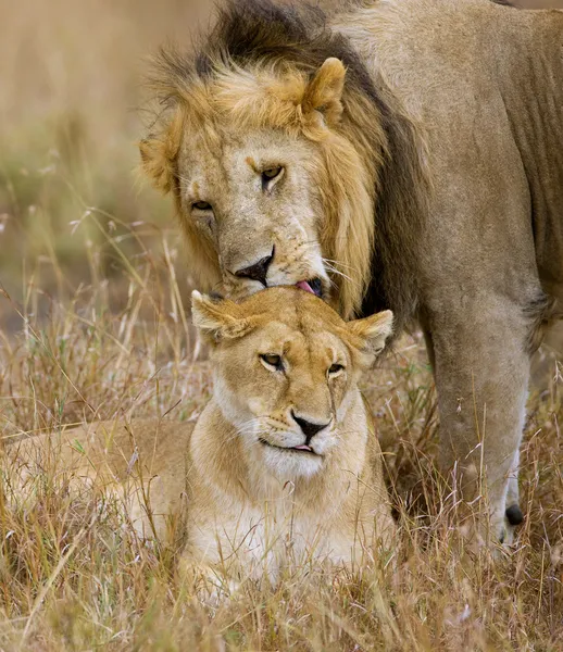 Couple lion — Photo