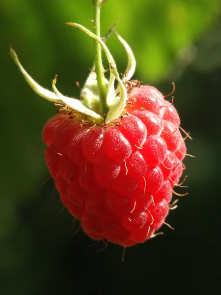 在花园里红美味树莓 — 图库照片