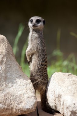 Slender-tailed Meerkat clipart