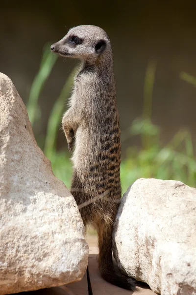 가느다란 꼬리 meerkat — 스톡 사진