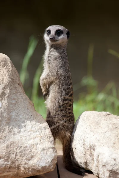 가느다란 꼬리 meerkat — 스톡 사진