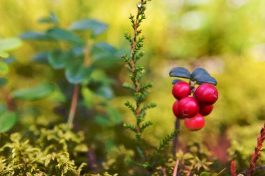 Lingonberries (Vaccinium vitis-idaea)