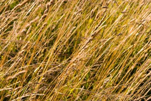 乾いた草の質感 — ストック写真