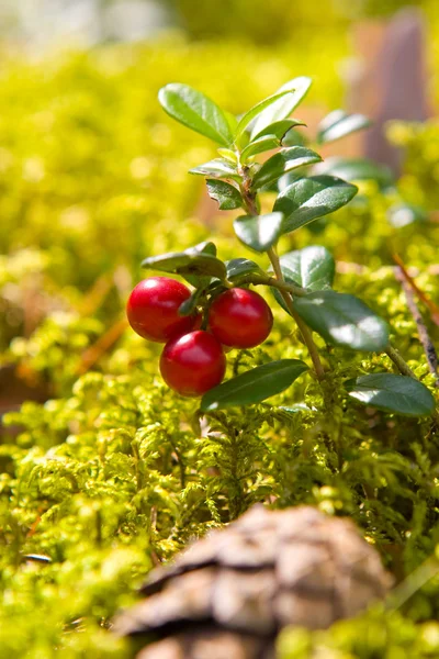 Lingonberries (Vaccinium vitis-idaea) — Stock Photo, Image