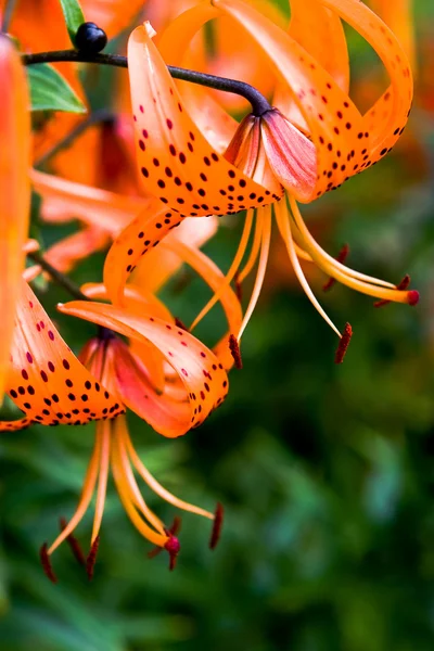 Tiger lily — Stock Photo, Image