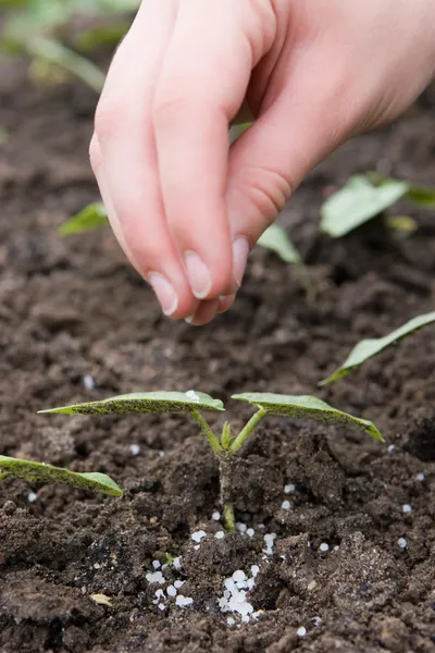 Fertilización con fertilizantes granulados las plántulas jóvenes — Foto de Stock