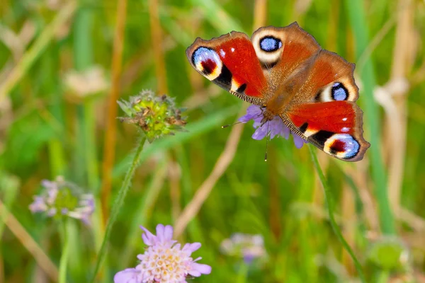 stock image European Peacock (Inachis io)