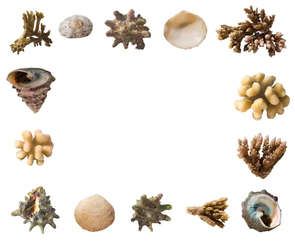 Snäckor och koraller ram — Stockfoto