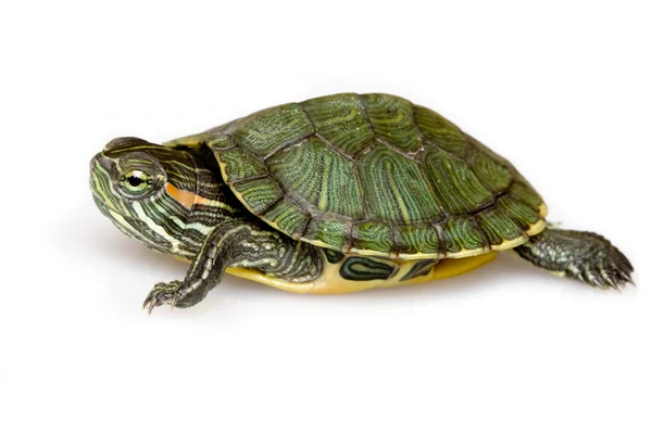 Żółw czerwonolicy — Zdjęcie stockowe