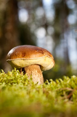 Boletus mantarı