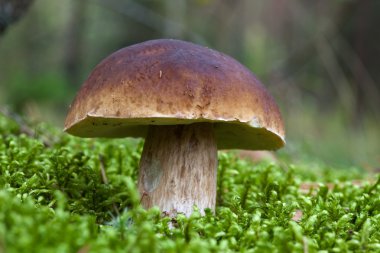 Boletus mantarı