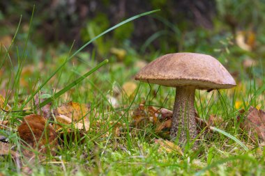 Turuncu huş bolete