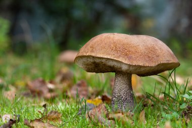 Turuncu huş bolete