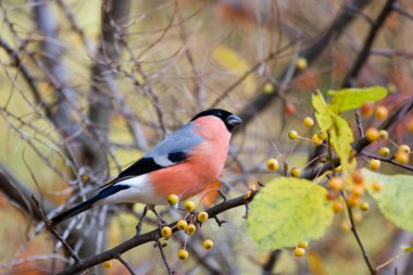 Eurasian Bullfinch (Pyrrhula pyrrhula) in the forest clipart