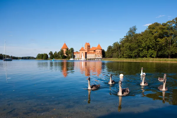 Zwanen in de buurt van trakai kasteel, Litouwen — Stockfoto