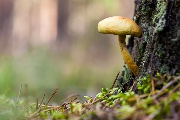 stock image Mushroom