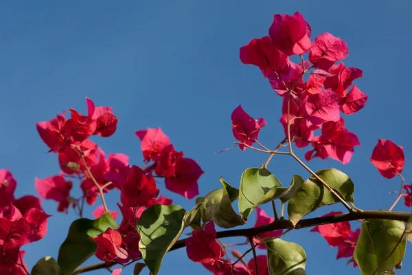 stock image Flowering plant Bougainvillea