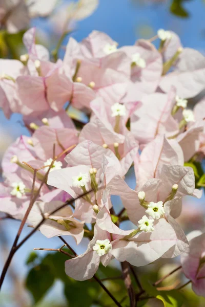 Flowering plant Bougainvillea — Stock Photo, Image
