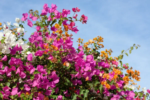 stock image Flowering plant Bougainvillea