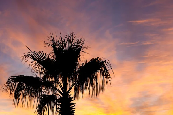 Silueta palmy — Stock fotografie