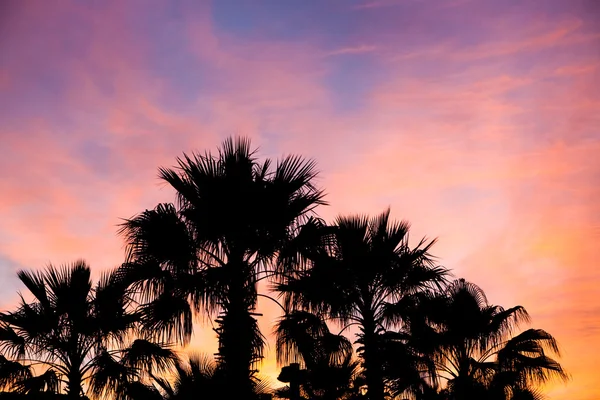 Palmträdssiluett — Stockfoto
